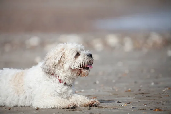 Uroczy Pies Który Jest Mieszanką Shih Tzu Bichon Frise — Zdjęcie stockowe