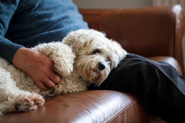 Schattige Hond Die Een Mix Tussen Shih Tzu Bichon Frise — Stockfoto