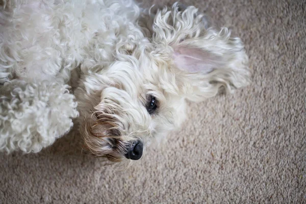 Uroczy Pies Który Jest Mieszanką Shih Tzu Bichon Frise — Zdjęcie stockowe