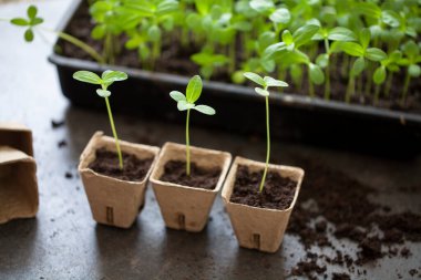 Genç fideler tepsiden tencereye naklediliyor.