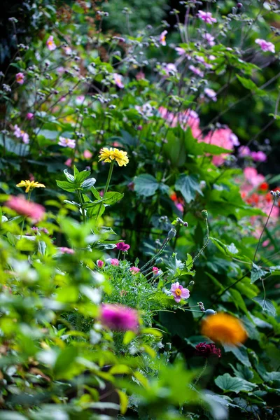 Giardino Estate Piena Fioritura — Foto Stock