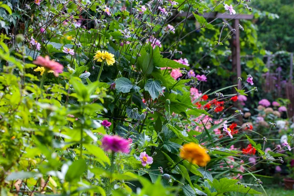 Giardino Estate Piena Fioritura — Foto Stock