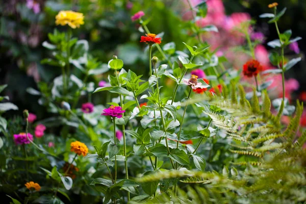 Jardim Verão Plena Floração — Fotografia de Stock
