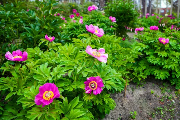 Roze Pioenrozen Bloeiend Tuin — Stockfoto