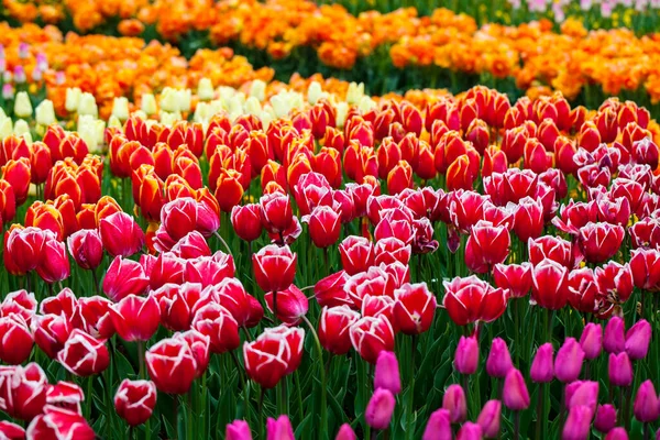 Colorful Tulips Blooming Spring — Stock Photo, Image