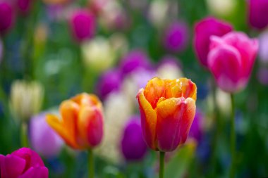 ilkbaharda çiçek açan renkli Lale