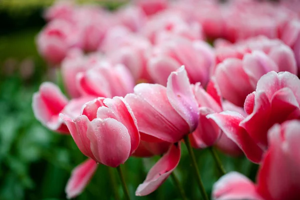 Colorful Tulips Blooming Spring — Stock Photo, Image