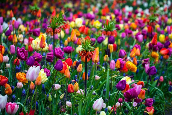 Colorful Tulips Blooming Spring — Stock Photo, Image