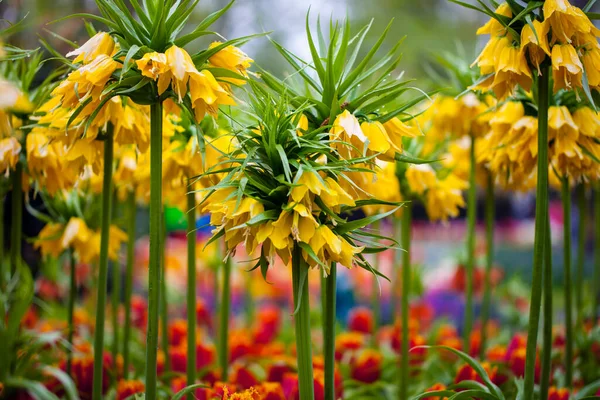 Fritillaria Korona Imperial Lutea Virágzik Tavasszal — Stock Fotó