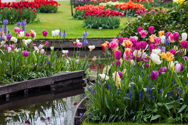 Tulip Flowerbeds Keukenhof Netherlands — Stockfoto
