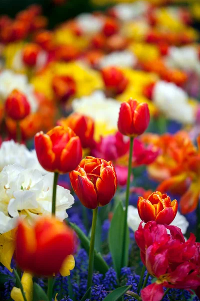Colorful Tulips Blooming Spring — Stock Photo, Image
