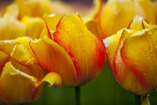 Colorful Tulips Blooming Spring — Stock Photo, Image