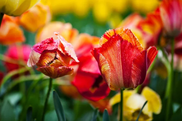 Colorful Tulips Blooming Spring — Stock Photo, Image