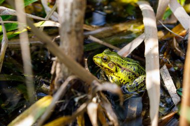 Yaprağın üzerinde oturan yeşil gölet kurbağası