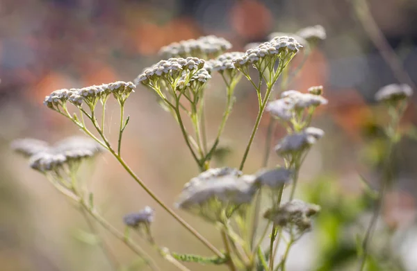 Achillea Millefolium Garden Shallow Depth Field — Foto Stock