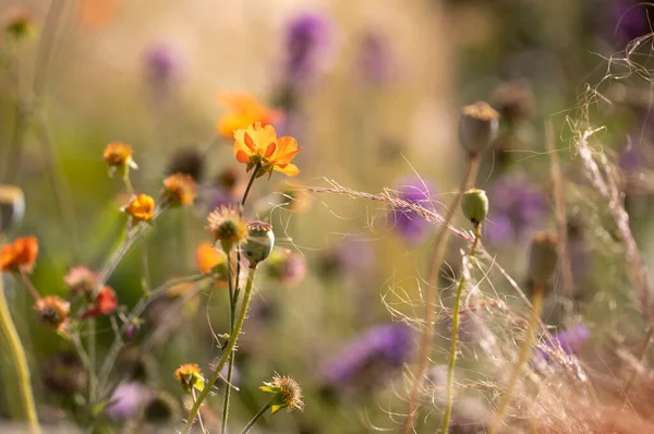 Geum Totalmente Mandarino Giardino Bassa Profondità Campo — Foto Stock