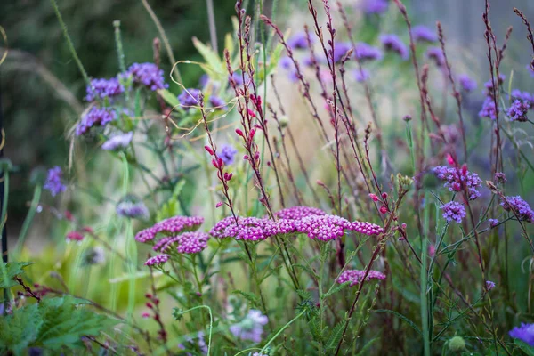 Perennial Flower Border Garden — Foto de Stock