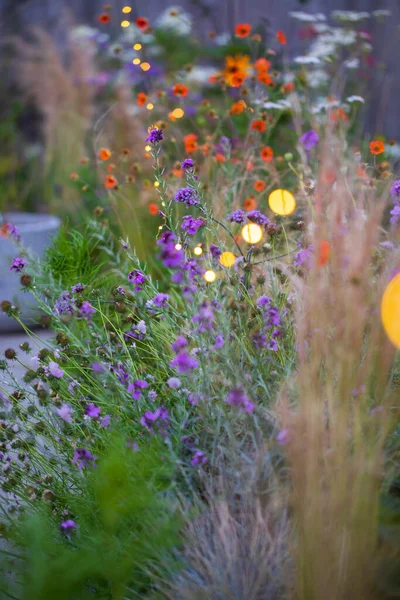 Geum Tangerine Verbena Fairy Lights Shallow Depth Field — Stockfoto