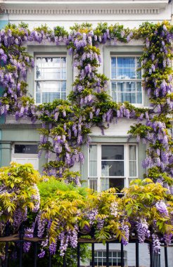 LONDON, UK - MAY 10th, 2018: Blooming wisteria is covering a building in Central London, near affleunt area of Notting Hill.