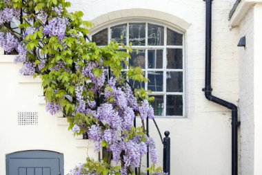 LONDON, UK - MAY 10th, 2018: Blooming wisteria is covering a building in Central London, near affleunt area of Holland Park clipart