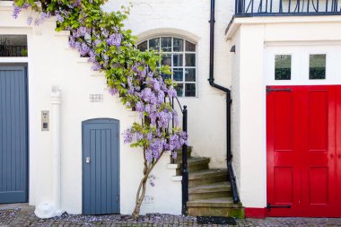 LONDON, UK - MAY 10th, 2018: Blooming wisteria is covering a building in Central London, near affleunt area of Holland Park