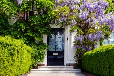 LONDON, UK - MAY 10th, 2018: Blooming wisteria is covering a building in Central London, near affleunt area of Holland Park