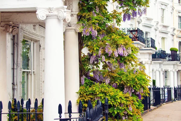 London May 10Th 2018 Blooming Wisteria Covering Building Central London — Stockfoto