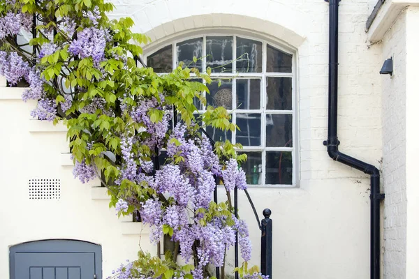 London May 10Th 2018 Blooming Wisteria Covering Building Central London — Foto de Stock