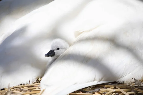 Family Mute Swan Cygnets — Stock Photo, Image