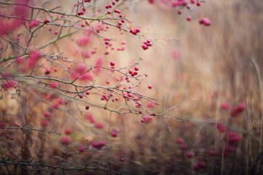 Autumn foliage with blurred backrground