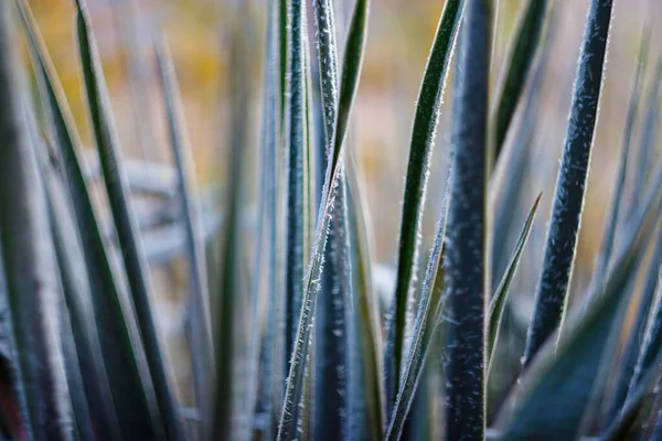 Winter Frost Late Garden Flowers — Foto Stock