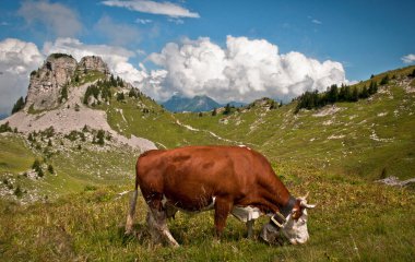 Güzel inek dağlarda otluyor.