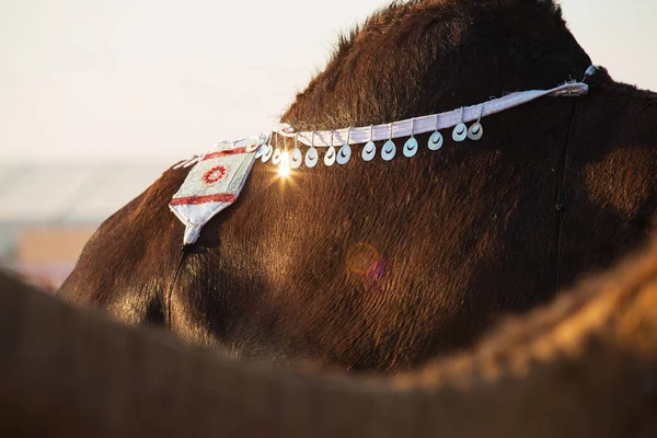 Preto Camelo Corcunda Com Branco Pulseira — Fotografia de Stock