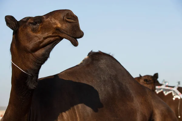 Camelo Preto Com Bigode Longo — Fotografia de Stock