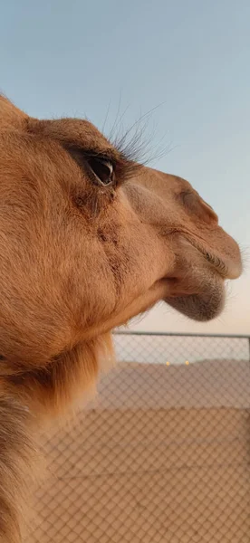 Face Camel Great Precision — Stock Photo, Image