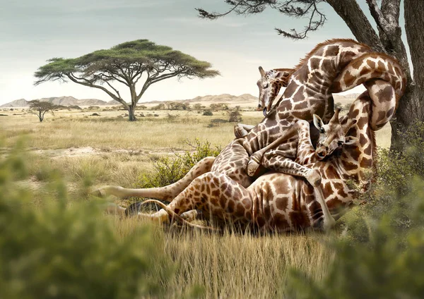 Dvě Žirafy Sedící Objímající Stock Snímky