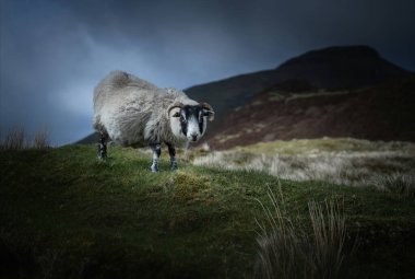 Dağlardaki güzel koyunlar, İskoçya