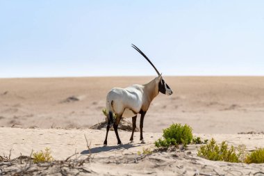 Abu Dabi çölünün göbeğinde büyük bir ceylan