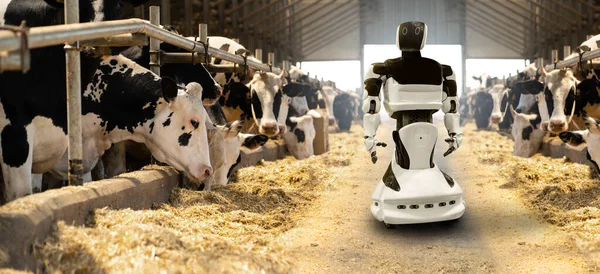 Робот на молочній фермі — стокове фото