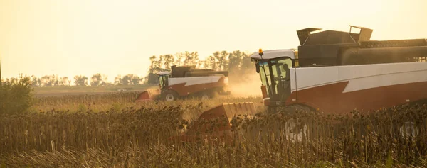 Harvesting ripe sunflower —  Fotos de Stock