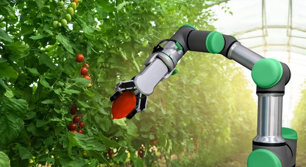 ロボットはトマトと温室で働いています スマート農業とデジタル農業4 — ストック写真