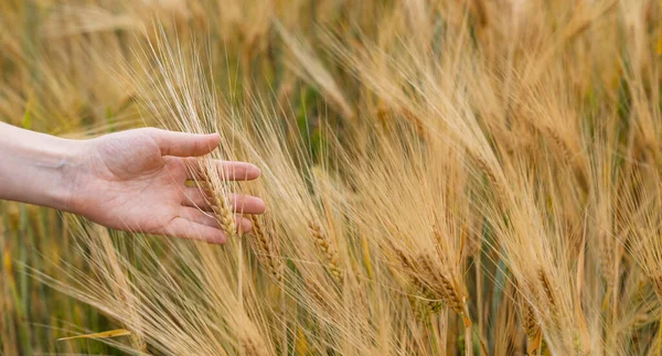 農業分野でオート麦の小穂に触れる女性農家 — ストック写真