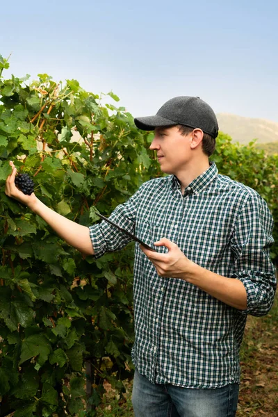 Фермер Исследует Виноградник Отправляет Данные Облако Планшета Умное Сельское Хозяйство — стоковое фото