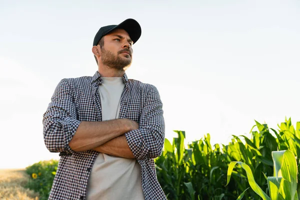 Bearded Farmer Cap Plaid Shirt Background Corn Field — Fotografia de Stock