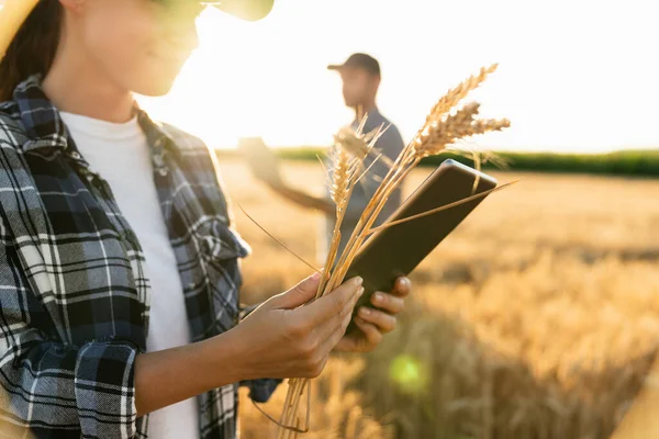 Couple Farmers Examines Field Cereals Sends Data Cloud Digital Tablet — Foto Stock