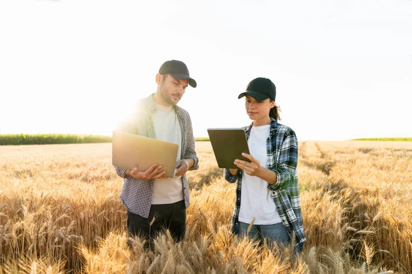 Couple Farmers Examines Field Cereals Sends Data Cloud Digital Tablet —  Fotos de Stock