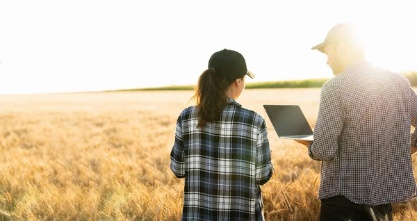 Couple Farmers Examines Field Cereals Sends Data Cloud Digital Tablet — Foto Stock