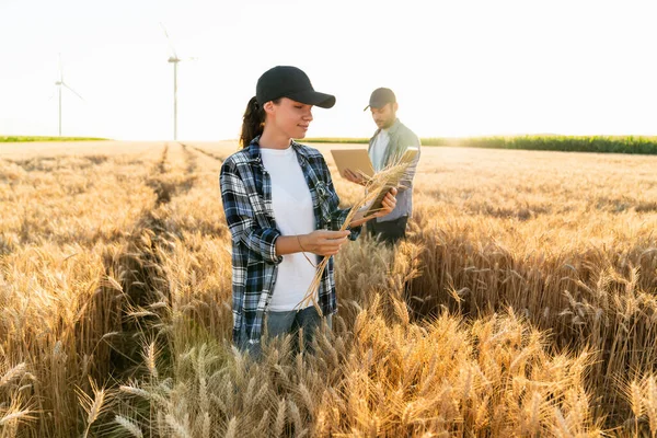 Couple Farmers Examines Field Cereals Sends Data Cloud Digital Tablet — Stock Photo, Image
