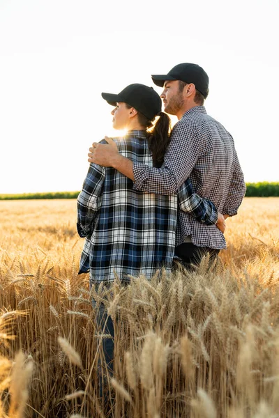 A couple of farmers in plaid shirts and caps stand embracing on agricultural field of wheat at sunset