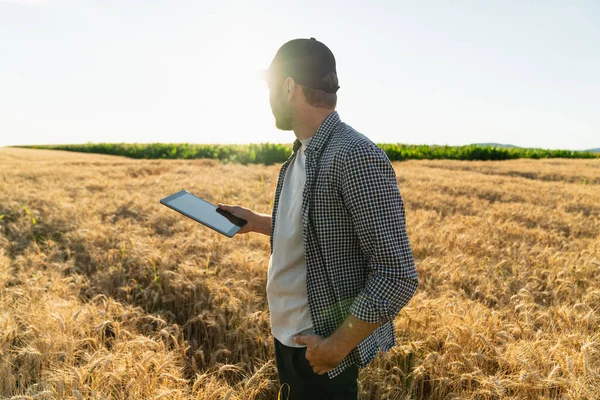 Farmer Examines Field Cereals Sends Data Cloud Tablet Smart Farming — 스톡 사진